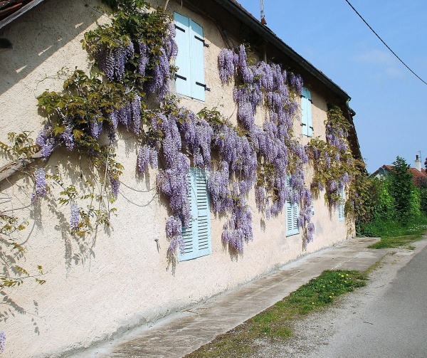 Photo Neublans-Abergement - Neublans."Sur le mur il y avait des glycines."