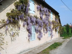 Photo paysage et monuments, Neublans-Abergement - Neublans."Sur le mur il y avait des glycines."