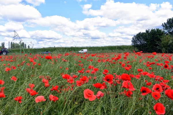 Photo Petit-Noir - Petit-noir Jura. champ de coquelicots Juin 2019.