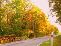 Photo paysage et monuments, Rye - Le bois  de Rye en automne.