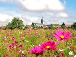 Photo paysage et monuments, Saint-Aubin - Saint aubin-Jura.Jachère fleurie.