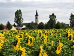 Photo paysage et monuments, Tavaux - Tavaux Jura-Tournesols 2011.