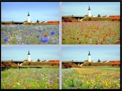 Photo paysage et monuments, Tavaux - Tavaux.Jura.Montage photo,étude pour mosaïque.