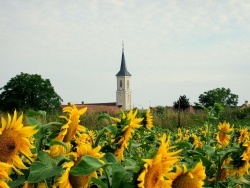 Photo paysage et monuments, Tavaux - Tavaux;tournesols.