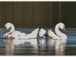 Photo faune et flore, Villers-les-Bois - Villers les Bois / Nature