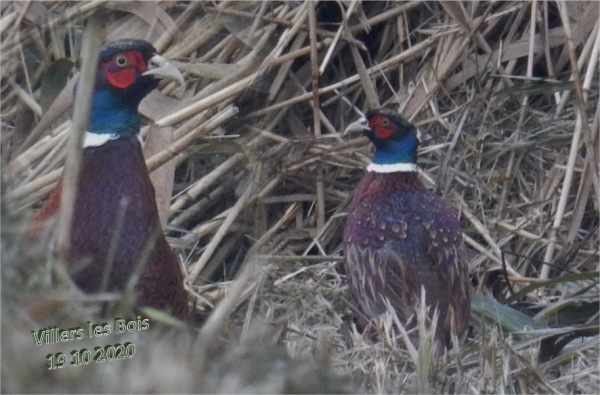 Photo Villers-les-Bois - NATURE