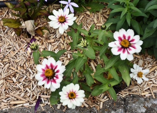 Photo Villerbon - Fleurs