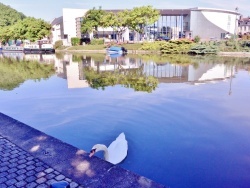 Photo paysage et monuments, Briare - Briare Loiret - Cygne en ballade.