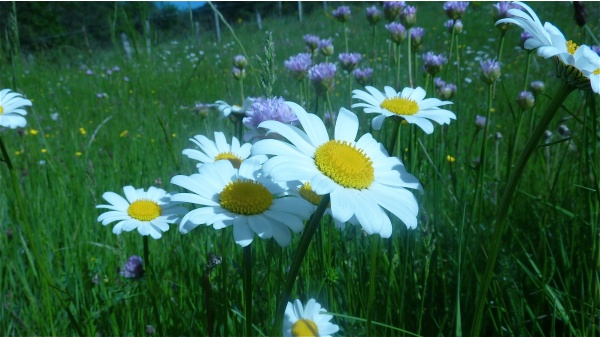 Le Printemps est là..
