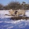 Vaches à la neige
