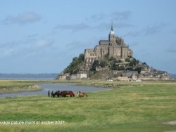 Photo paysage et monuments, Le Mont-Saint-Michel - groupe de chevaux dans la baie