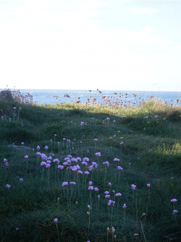 Photo Omonville-la-Rogue - Récital floral