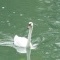 Photo Damery - Un cygne sur la Marne  à Damery (51)