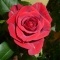 Une rose pour donner le sourire