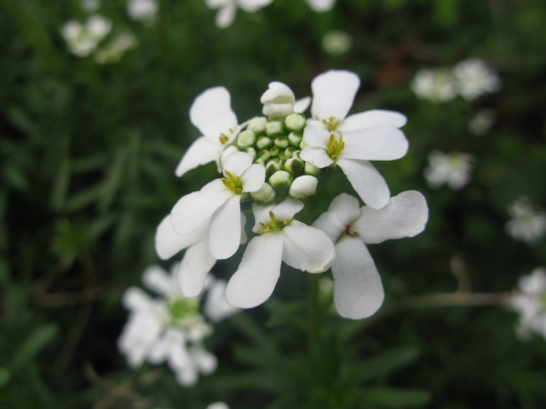 De jolies fleurs blanches inconnues