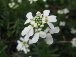 Photo faune et flore, Reims - De jolies fleurs blanches inconnues