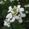 Photo Reims - De jolies fleurs blanches inconnues