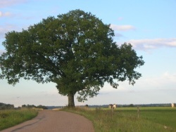 Photo paysage et monuments, Aillianville - " Le Petit Chêne " Route d'Orquevaux.