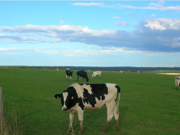 Photo Aillianville - Beaucoup de Vaches dans les prés.