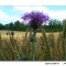 Photo Aillianville - Fleurs sauvages dans les chemins, à l'orée des bois.