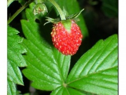 Photo faune et flore, Aillianville - La fraise des bois quelle saveur