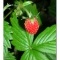 Photo Aillianville - La fraise des bois quelle saveur