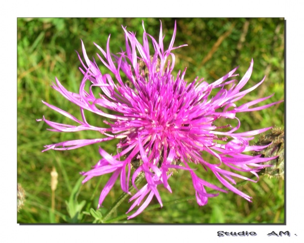 Photo Aillianville - Une fleur trés abondante dans les prairies sauvages " La Centaurée"