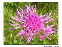 Photo faune et flore, Aillianville - Une fleur trés abondante dans les prairies sauvages " La Centaurée"