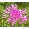 Photo Aillianville - Une fleur trés abondante dans les prairies sauvages " La Centaurée"