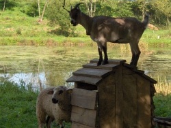 Photo faune et flore, Ippécourt - Chèvre et mouton