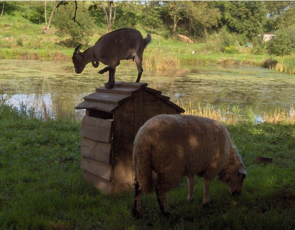 Photo Ippécourt - Mouton et chèvre