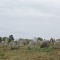 Les Menhir carnac