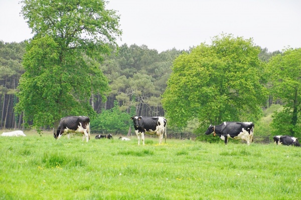 Photo Ploemel - les vaches