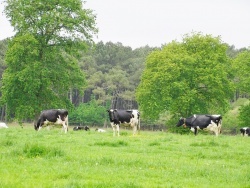 Photo paysage et monuments, Ploemel - les vaches