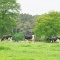 les vaches