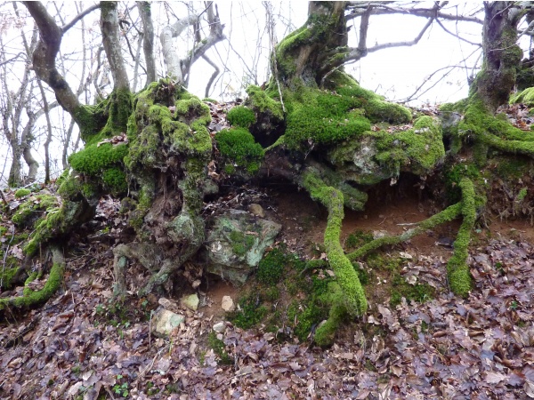 Photo La Fermeté - bois constrictor