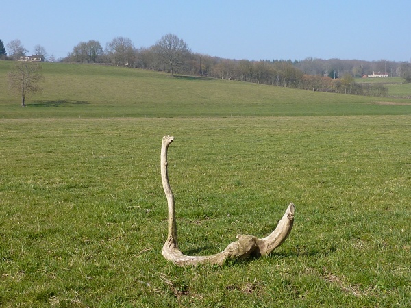 Photo La Fermeté - cobra végétal