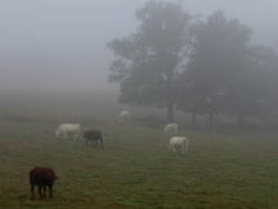 Photo faune et flore, La Fermeté - Dans la brume matinale