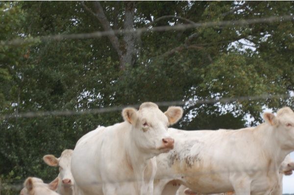 Photo Montenoison - sur le sentier des slendeurs!