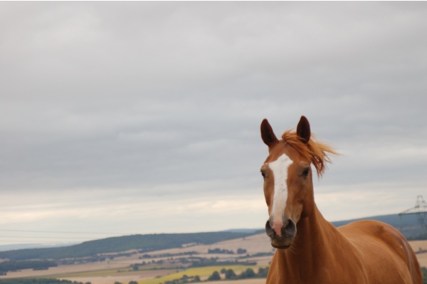 Photo Montenoison - le détour vaut le tour....