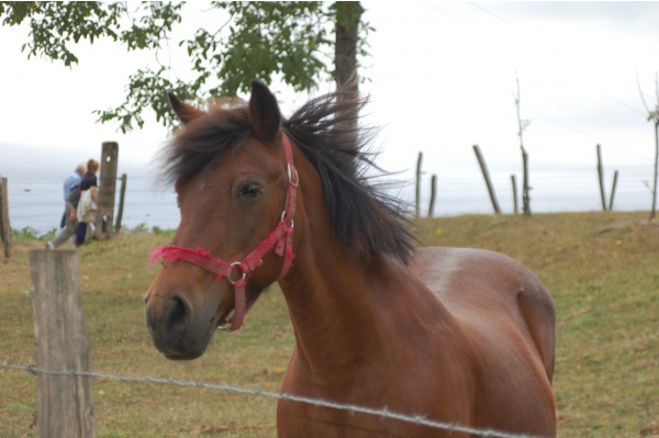 Photo Montenoison - sur le chemin....des prairies, des animaux....
