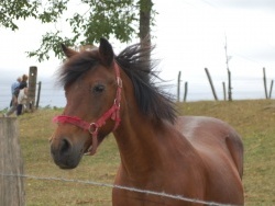 sur le chemin....des prairies, des animaux....