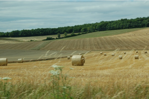 Photo Montenoison - montenoison....et sa campagne