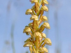 Photo faune et flore, Prémery - orchidée de l'homme pendu