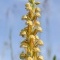 Photo Prémery - orchidée de l'homme pendu