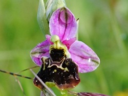 Photo faune et flore, Prémery - Orchidée bourdon