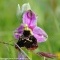 Photo Prémery - Orchidée bourdon