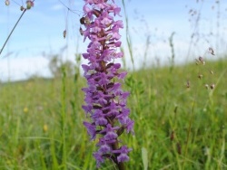 Photo faune et flore, Prémery - orchidée moucheron