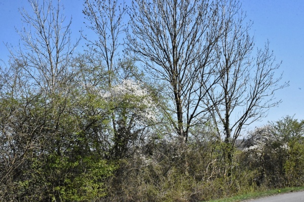 Photo Baives - la nature