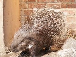 Photo paysage et monuments, Lille - zoo de lille